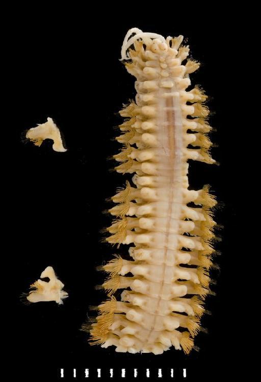 Harmothoe curviseta Monro, 1930 - Polychaete type specimen 1930.10.8.152 dorsal