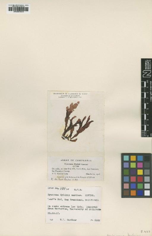 Hymenena kylinii N.L.Gardner - BM000936210