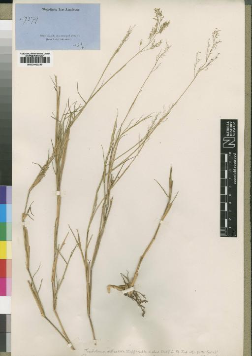 Tricholaena monachne (Trin.) Stapf & C.E.Hubb. - BM000923253