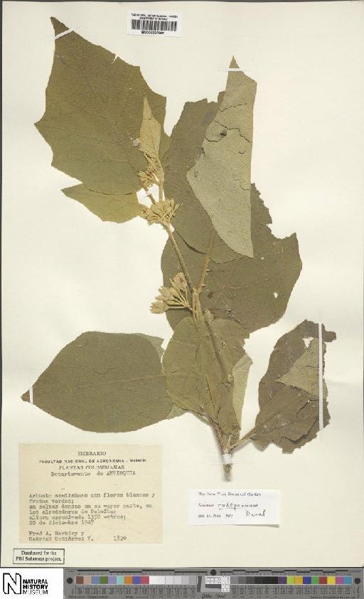 Solanum rudepannum Dunal - BM000887960