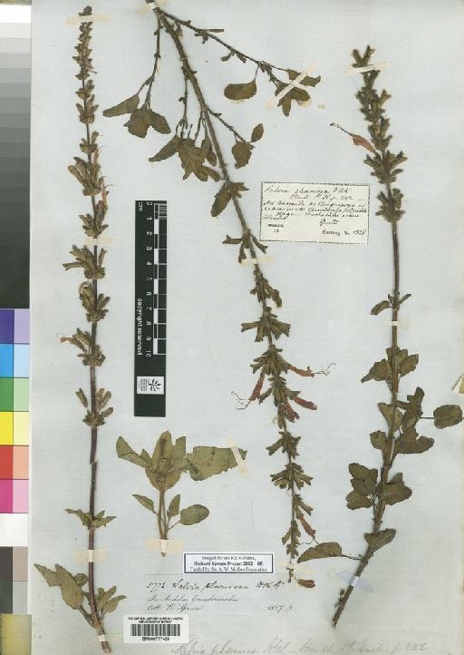 Salvia hirtella Vahl - Spruce - BM000777430