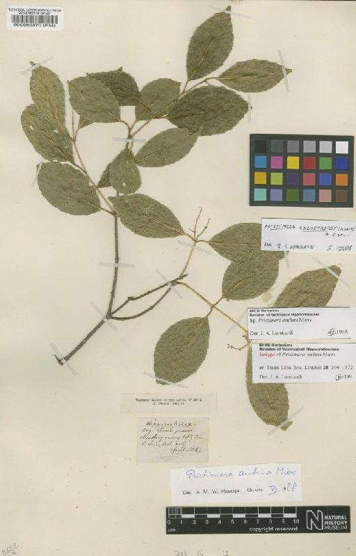 Pristimera celastroides (Kunth) A.C.Sm. - BM000080370