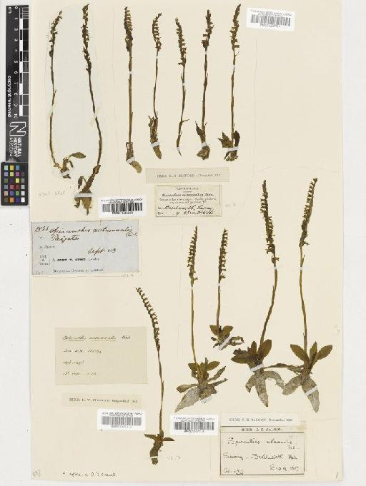 Spiranthes spiralis (L.) Chevall. - BM001037315