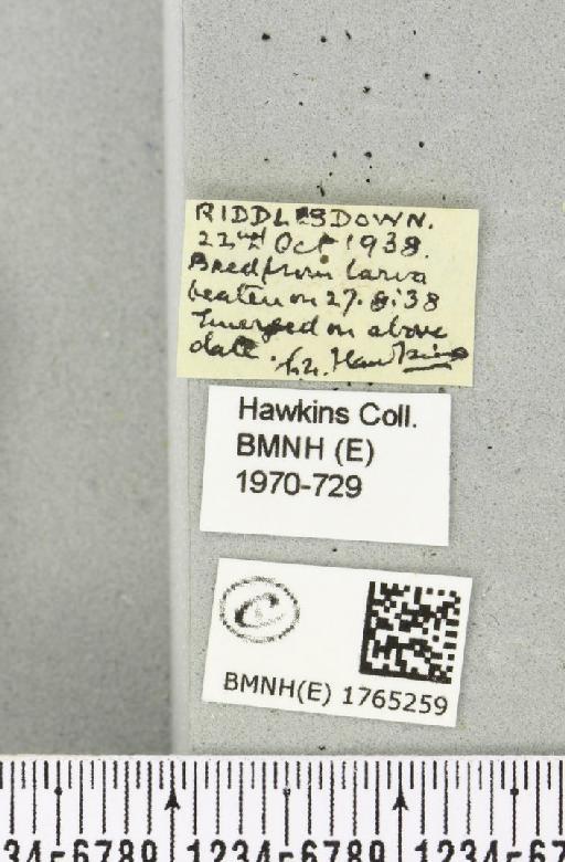 Thera juniperata juniperata (Linnaeus, 1758) - BMNHE_1765259_label_340286