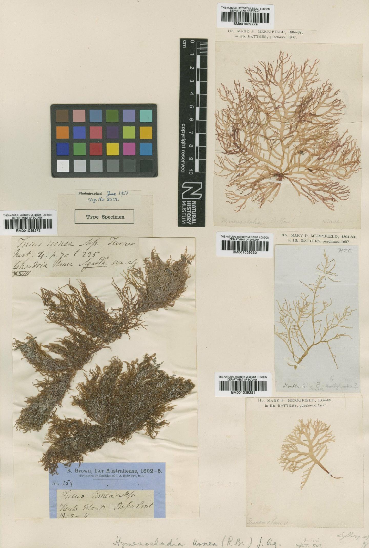 To NHMUK collection (Hymenocladia usnea (R.Br. ex Turner) J.Agardh; NHMUK:ecatalogue:711098)
