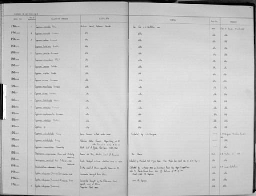 Cypraea cribellum Gaskoin, 1849 - Zoology Accessions Register: Mollusca: 1962 - 1969: page 21