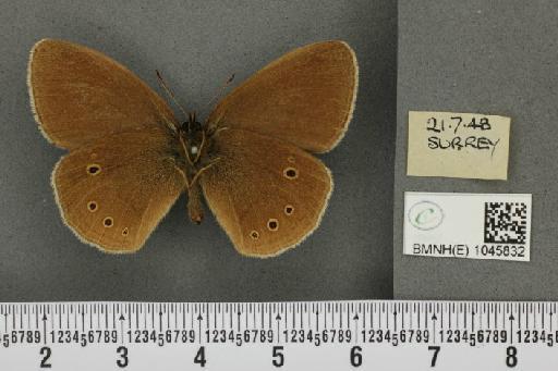 Aphantopus hyperantus ab. vidua Müller, 1764 - BMNHE_1045832_21260