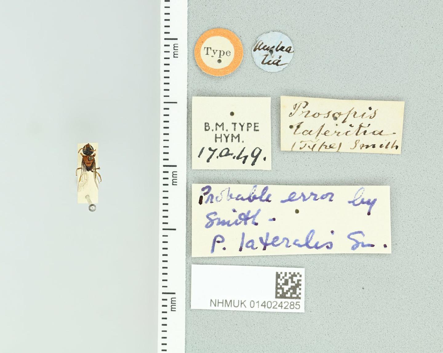 Hylaeus lateralis