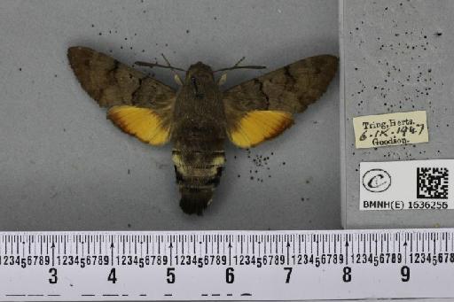 Macroglossum stellatarum (Linnaeus, 1758) - BMNHE_1636256_205968