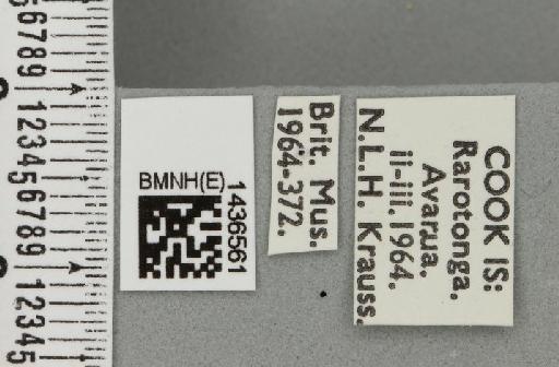 Bactrocera (Bactrocera) melanota (Coquillett, 1909) - BMNHE_1436561_label_30662