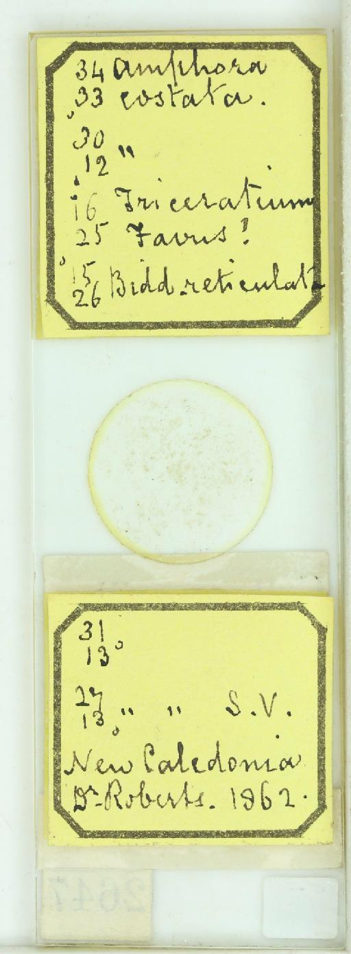 Amphora costata W.Sm. - 013494030_additional