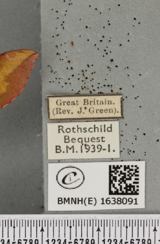 Deilephila porcellus (Linnaeus, 1758) - BMNHE_1638091_label_207140