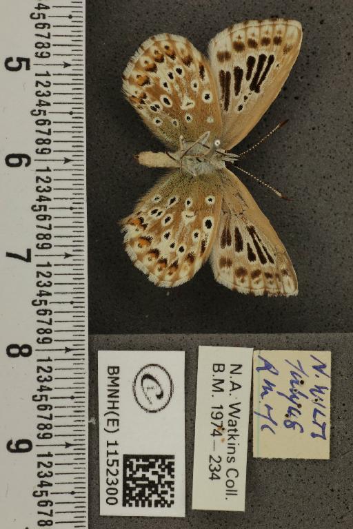 Lysandra coridon ab. parallela Courvoisier, 1907 - BMNHE_1152300_103529