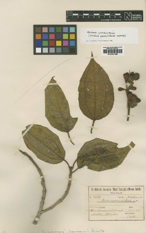 Meriana urceolata Triana - BM000901488