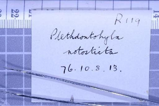 Plethodontohyla notosticta (Gunther, 1877) - 1947.2.10.39-pic6