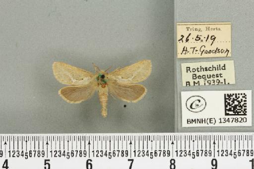 Korscheltellus lupulina ab. senex Pfitzner, 1912 - BMNHE_1347820_186345