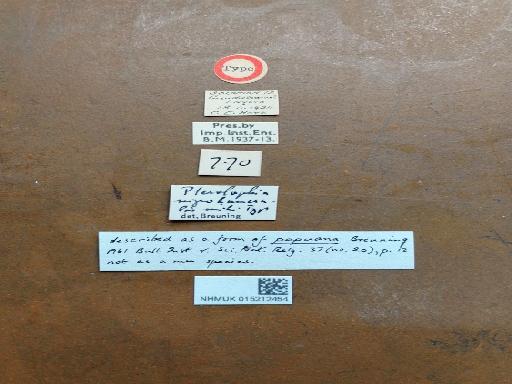 Pterolophia nigrohumeralis Breuning, 1938 - pterolophia nigrohumeralis HT labels