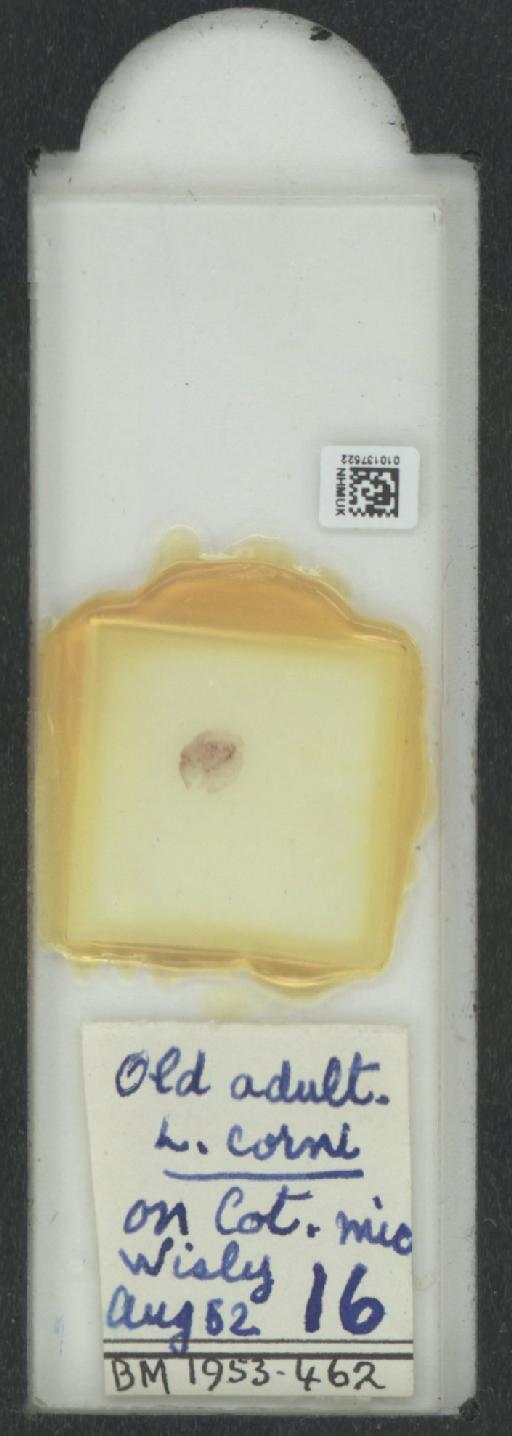 Parthenolecanium corni (Bouche, 1844) - 010137522_117397_1101018