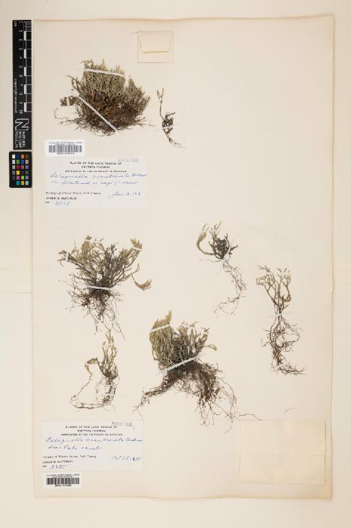 Selaginella acanthonota Underw. - 001078319