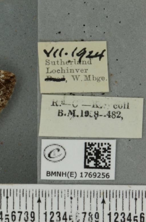 Dysstroma truncata truncata (Hufnagel, 1767) - BMNHE_1769256_label_349949