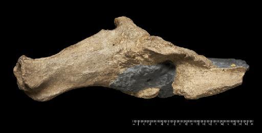 Scelidotherium leptocephalum Owen, 1840 - NHMUK PV M 3584 (4).tif