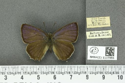 Neozephyrus quercus (Linnaeus, 1758) - BMNHE_1137086_94490