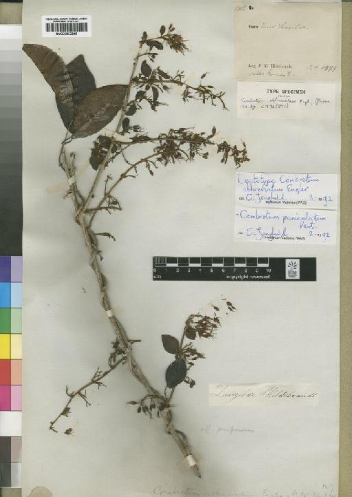 Combretum paniculatum Vent - BM000902245