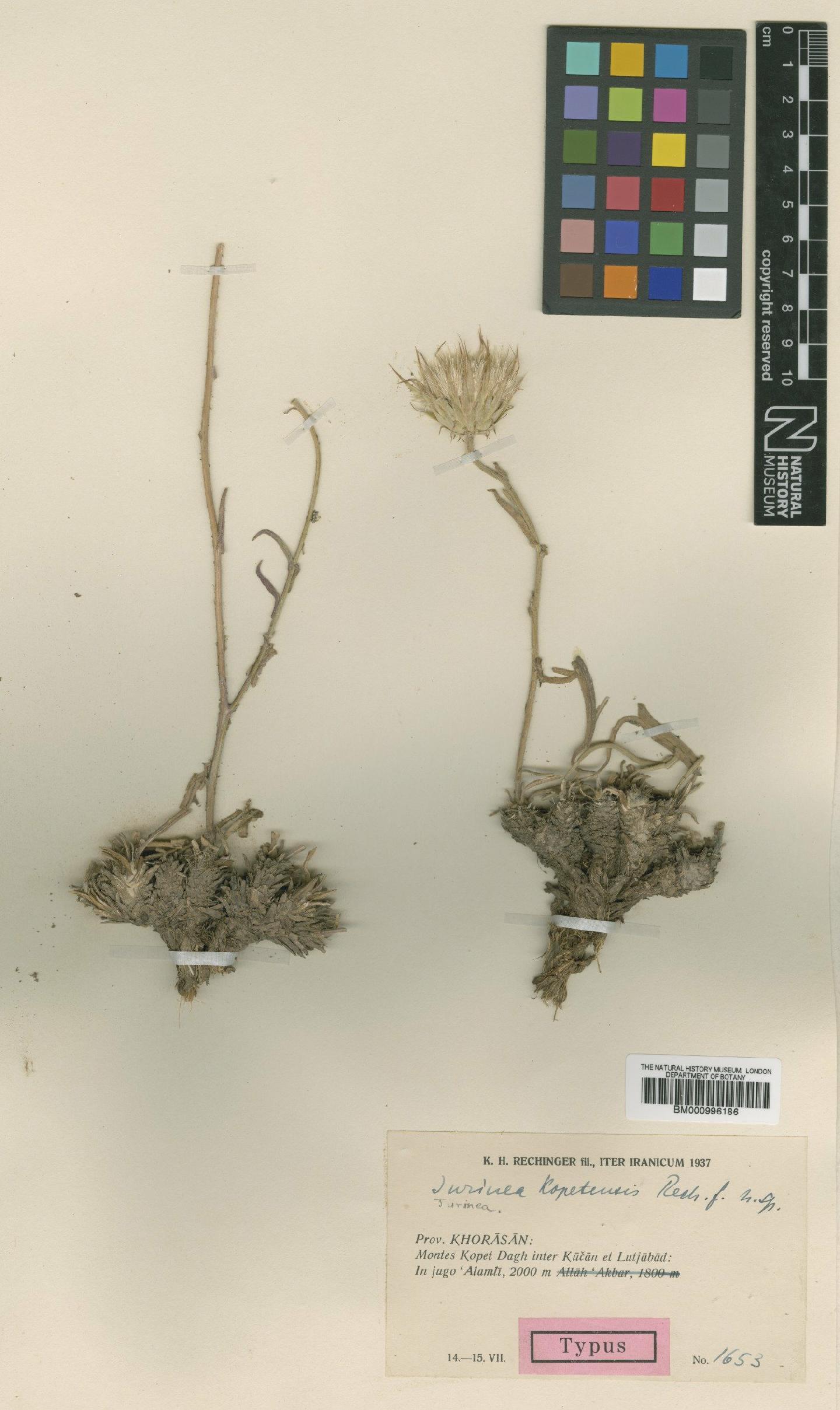 To NHMUK collection (Jurinea kopetensis Rech.f.; Type; NHMUK:ecatalogue:479865)