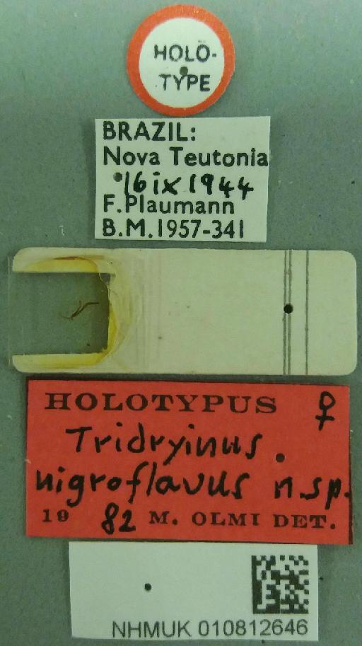 Tridryinus nigroflavus Olmi, 1984 - 010812646-NHMUK-Tridryinus_nigroflavus-holotype-labels_and_chela