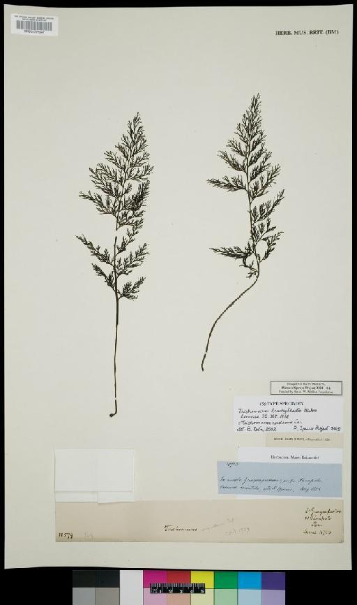 Trichomanes radicans Sw. - Spruce - BM000777347