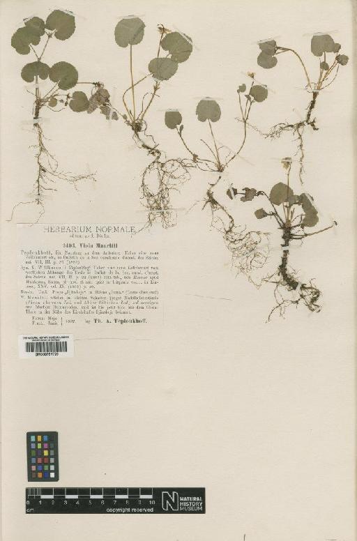 Viola mauritii Tepl. - BM000751729