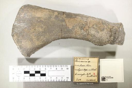 Plesiosaurus De la Beche & Conybeare, 1821 - 010030448_L010221578