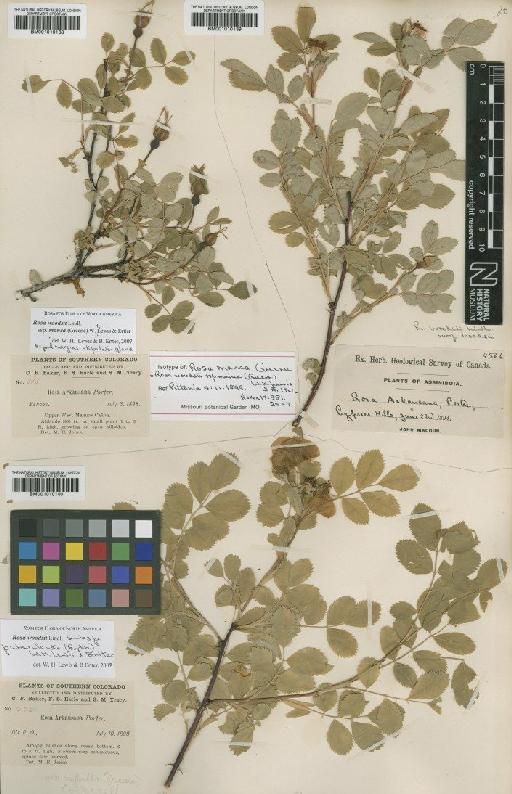 Rosa woodsii subsp. puberulenta (Rydb.) W.H.Lewis & Ertter - BM001010140