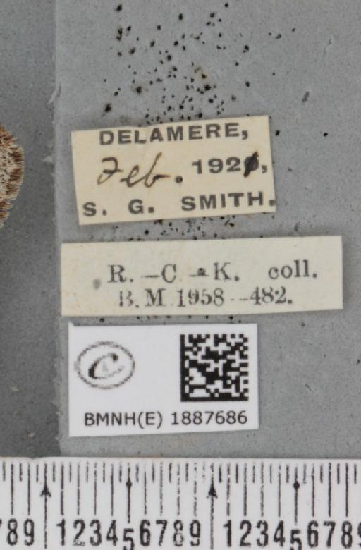 Apocheima hispidaria (Denis & Schiffermüller, 1775) - BMNHE_1887686_label_455058