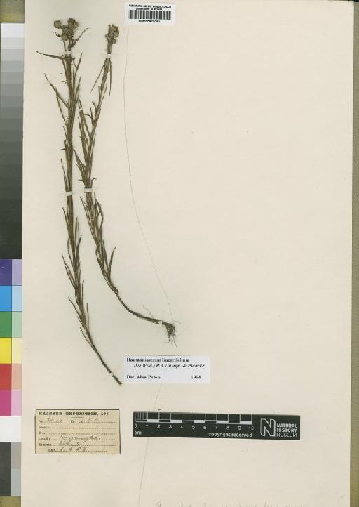 Haumaniastrum linearifolium (De Wild.) P.A.Duvign. & Plancke - BM000910051