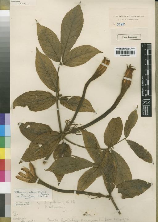 Rothmannia octomera (Hook.f.) Fagerl - BM000903040