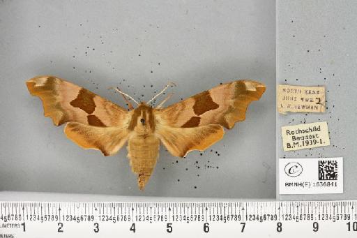 Mimas tiliae ab. atrobrunea Gehlen, 1932 - BMNHE_1636841_205120