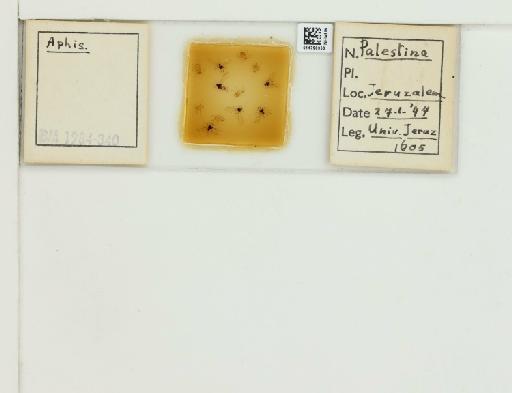 Aphis Linnaeus, 1758 - 014790353_112551_1092798_157773_NoStatus