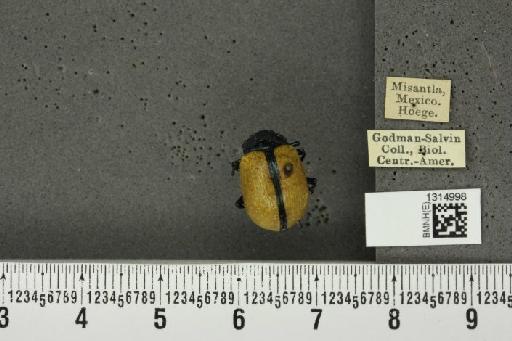 Leptinotarsa cacica Stål, 1858 - BMNHE_1314998_14881