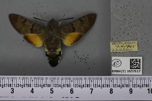 Macroglossum stellatarum (Linnaeus, 1758) - BMNHE_1637617_206169