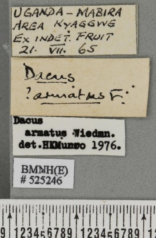 Dacus (Dacus) armatus Fabricius, 1805 - BMNHE_525246_label_36985