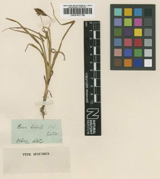 Carex foetida All. × C. brunnescens (Pers.) Poir. - BM001067102