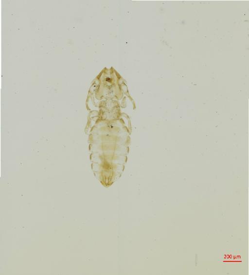 Procaviphilus (Meganarionoides) neumanni Stobbe, 1913 - 010697629__2017_08_16-Scene-1-ScanRegion0