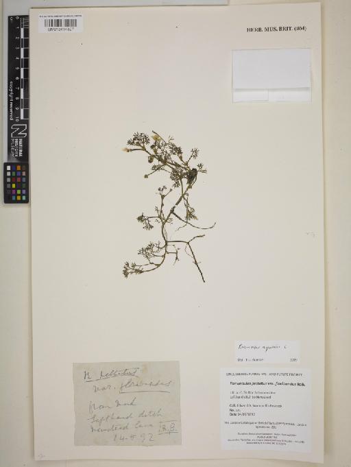Ranunculus peltatus var. floribundus Bab. - BM013414327