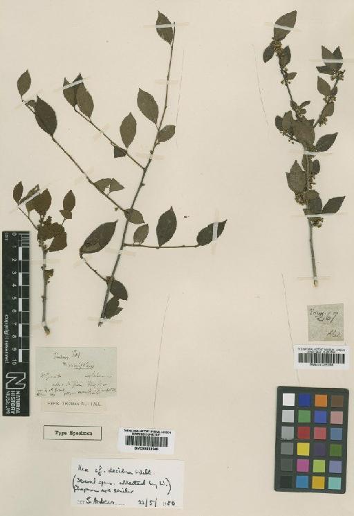 Ilex decidua Walt - BM000839248