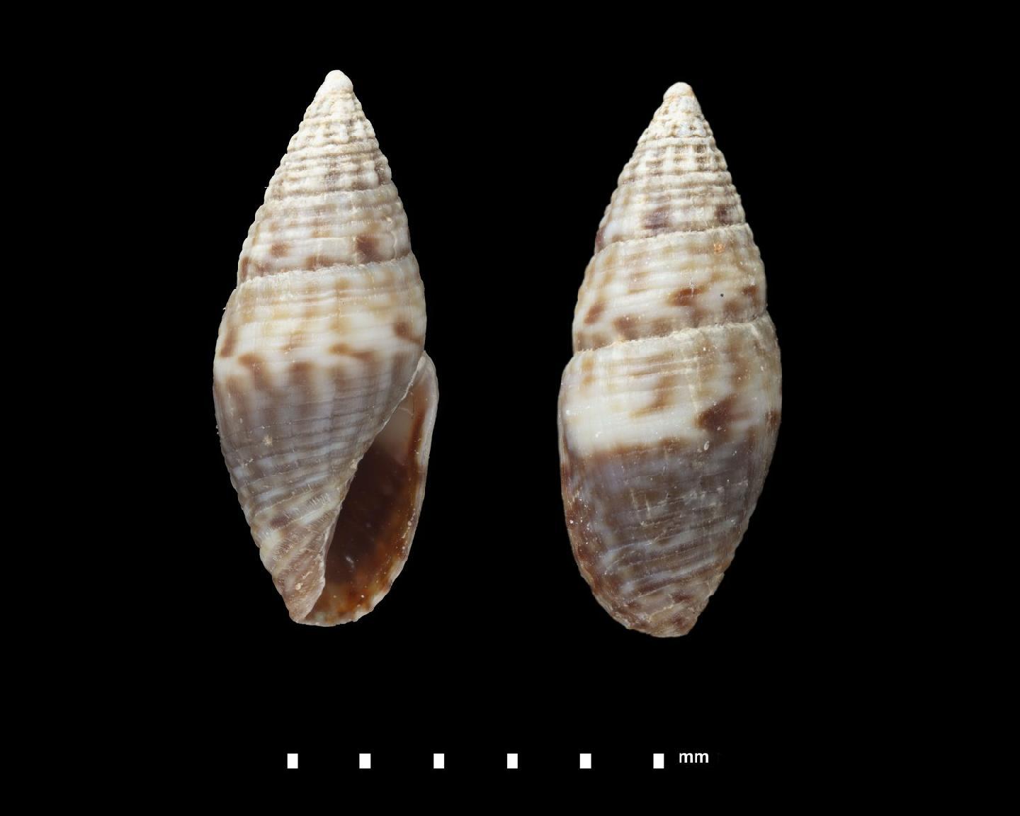 Mitromorpha swinneni thumbnail