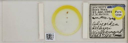 Culicoides belkini Wirth & Arnaud, 1969 - 014771420_812192_1334409_157841_Type