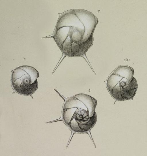 Cristellaria calcar Defrance, 1818 - ZF1306_70_9-10_Lenticulina_calcar.jpg