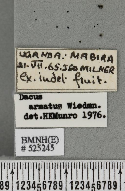 Dacus (Dacus) armatus Fabricius, 1805 - BMNHE_525245_label_36990