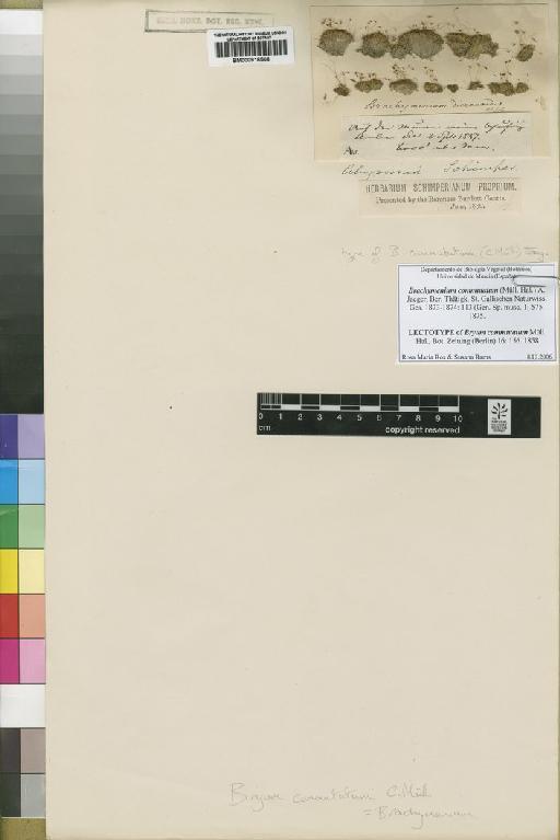 Brachymenium commutatum (Müll.Hal.) A.Jaeger - BM000918508_a